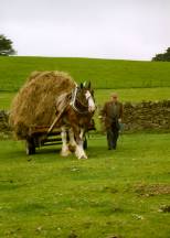 Horses can still be seen in everyday use for farming