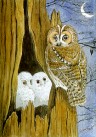 Tawny Owls